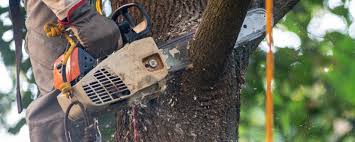 Best Tree Risk Assessment  in Jefferson, OH