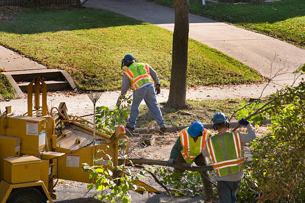 Best Fruit Tree Pruning  in Jefferson, OH