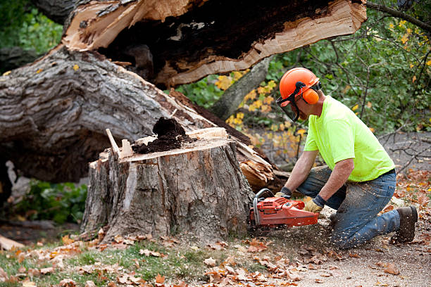 Best Emergency Tree Removal  in Jefferson, OH