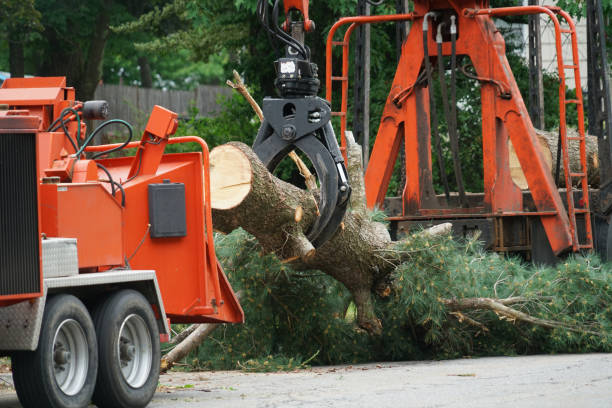 Best Lot and Land Clearing  in Jefferson, OH