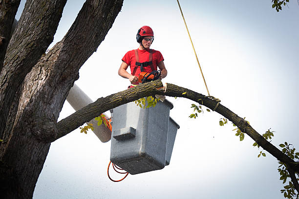 Best Utility Line Clearance  in Jefferson, OH