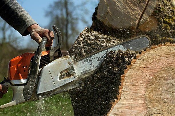 How Our Tree Care Process Works  in Jefferson, OH