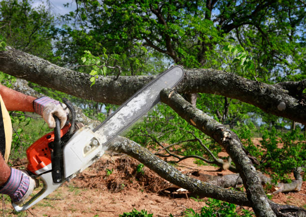  Jefferson, OH Tree Services Pros